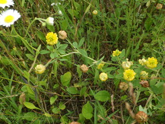 Trifolium aureum