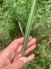 Paspalum floridanum