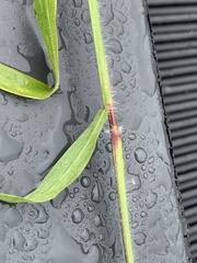 Ischaemum polystachyum