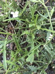 Cakile maritima