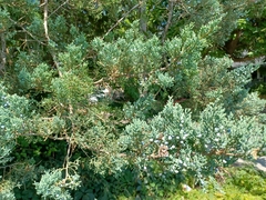 Juniperus virginiana