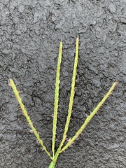 Ischaemum polystachyum