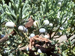Juniperus virginiana
