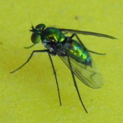 Condylostylus occidentalis