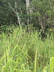 Ischaemum polystachyum