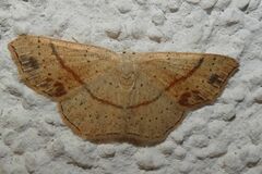 Cyclophora punctaria