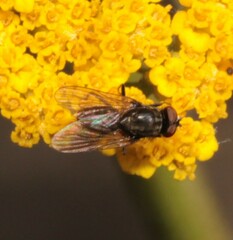 Anthomyiidae