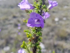 Leucophyllum pringlei