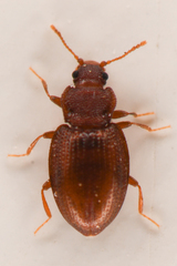 Latridiidae