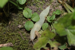 Krynickillus melanocephalus