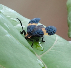 Calopteron