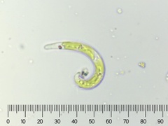 Euglena