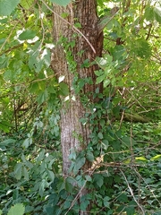 Juniperus virginiana
