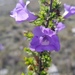Leucophyllum pringlei - Photo (c) Diego,  זכויות יוצרים חלקיות (CC BY-NC), הועלה על ידי Diego