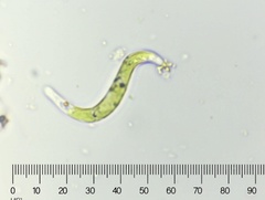 Euglena