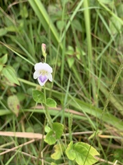 Asystasia intrusa