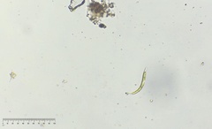 Euglena