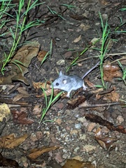 Peromyscus sonoriensis