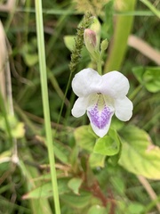 Asystasia intrusa