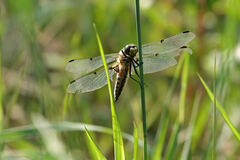 Libellula quadrimaculata