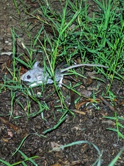 Peromyscus sonoriensis