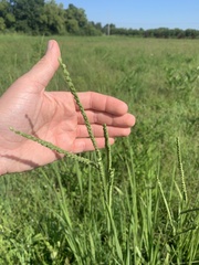 Paspalum floridanum