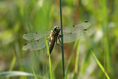 Libellula quadrimaculata
