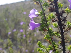 Leucophyllum pringlei