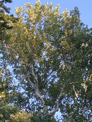 Platanus occidentalis