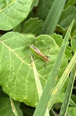 Conocephalus