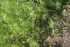 Equisetum pratense