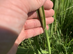 Paspalum floridanum