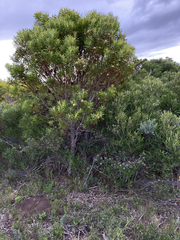 Leucadendron coniferum