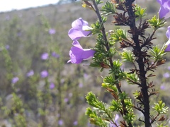 Leucophyllum pringlei