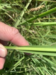 Paspalum floridanum