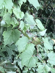 Vitis riparia