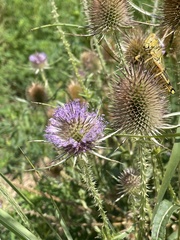 Dipsacus fullonum