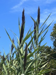 Phragmites australis australis