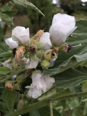 Althaea officinalis