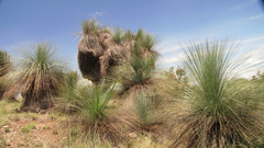 Xanthorrhoea glauca