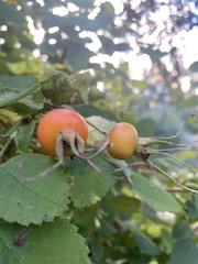 Rosa rubiginosa