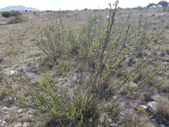 Leucophyllum pringlei