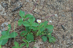 Fragaria virginiana