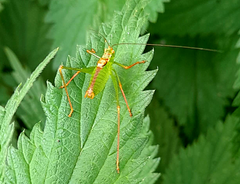 Leptophyes punctatissima