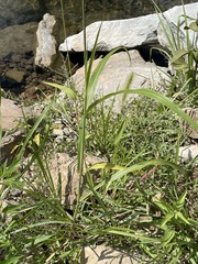 Sorghum