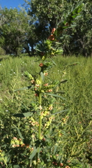Bassia scoparia
