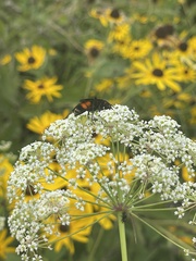 Psorthaspis sanguinea