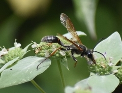 Isodontia