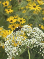 Psorthaspis sanguinea
