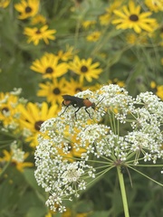 Psorthaspis sanguinea